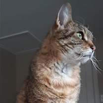 Thumbnail photo of Laurel #3