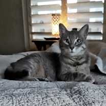 Thumbnail photo of Layla #2