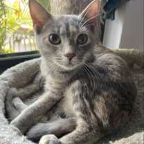 Thumbnail photo of Biscotti #2