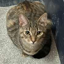 Thumbnail photo of Brûlée #1