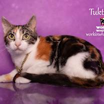 Thumbnail photo of TUKTIREY #3