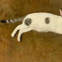 Thumbnail photo of Alika #2