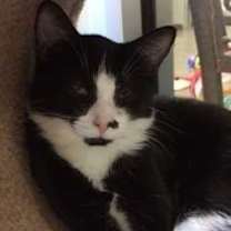 Thumbnail photo of Jett #4