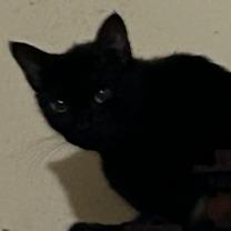 Thumbnail photo of Seiko #1