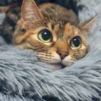 Thumbnail photo of Bereet #3