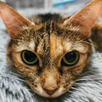 Thumbnail photo of Bereet #2