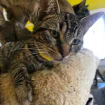 Thumbnail photo of IRIDIUM! #3