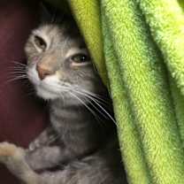 Thumbnail photo of SUSIE #4