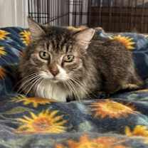 Thumbnail photo of Mittens 2 #1