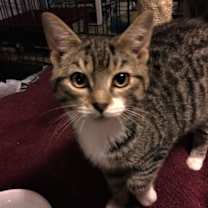 Thumbnail photo of Mittens 2 #2