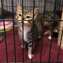 Thumbnail photo of Mittens 2 #3
