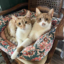 Thumbnail photo of Archie #1