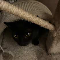 Thumbnail photo of Miss Mew #2
