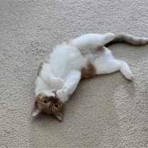 Thumbnail photo of Livy #1