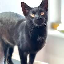 Thumbnail photo of Chia #1