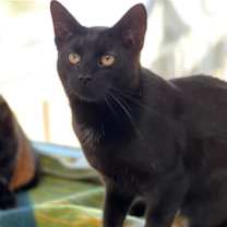 Thumbnail photo of Chia #2