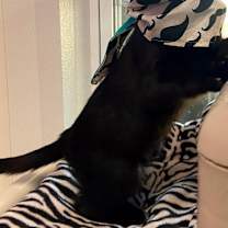 Thumbnail photo of Chia #4