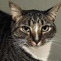 Thumbnail photo of Sulu #1