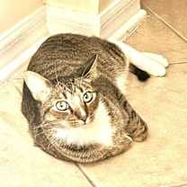 Thumbnail photo of Sulu #2