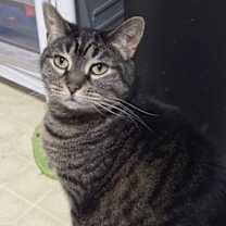 Thumbnail photo of Cinnamon #1