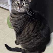 Thumbnail photo of Cinnamon #2