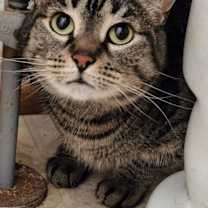 Thumbnail photo of Cinnamon #3