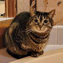 Thumbnail photo of Cinnamon #4