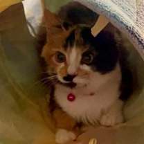 Thumbnail photo of Cami #2