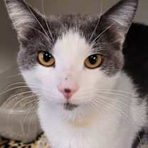 Thumbnail photo of Koen #1