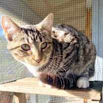 Thumbnail photo of Lizzy #1