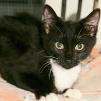 Thumbnail photo of Klondike #2