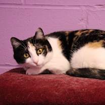 Thumbnail photo of Starlet #2