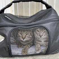 Thumbnail photo of Martin #1