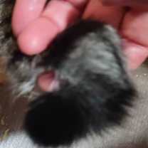 Thumbnail photo of CROOK #2