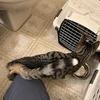 Thumbnail photo of OLIVIA #2