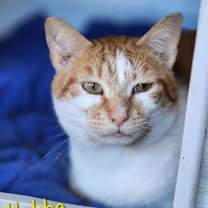 Thumbnail photo of Hobbe #2