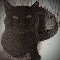 Thumbnail photo of Rambo #2