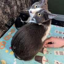 Thumbnail photo of Kit #1
