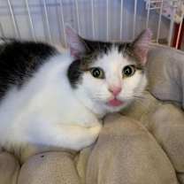 Thumbnail photo of Rosebud #1