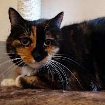 Thumbnail photo of Fiesta #2