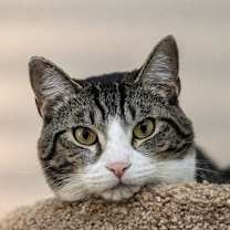 Thumbnail photo of Fisher #3