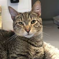 Thumbnail photo of Caspian #2