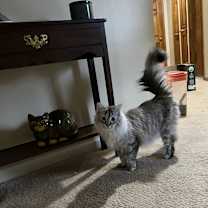 Thumbnail photo of Cora #3