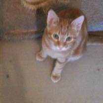 Thumbnail photo of Rusty #4