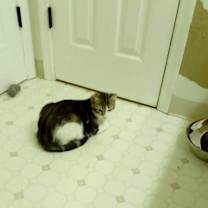 Thumbnail photo of Niko #4