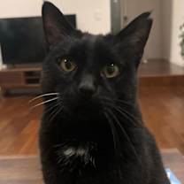 Thumbnail photo of bj ( bagheera) #1
