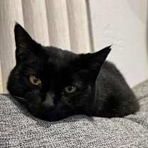 Thumbnail photo of bj ( bagheera) #2
