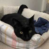 Thumbnail photo of bj ( bagheera) #3
