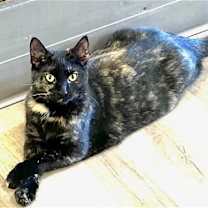 Thumbnail photo of Sushi #1