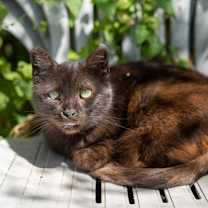 adopt-pet